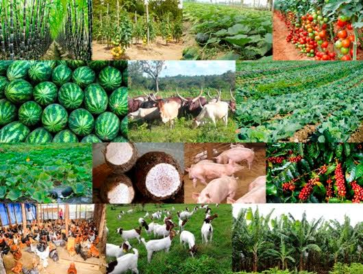 Agriculture forms the backbone of Uganda's economy.
#RealizeUganda
#UgMoving4wd