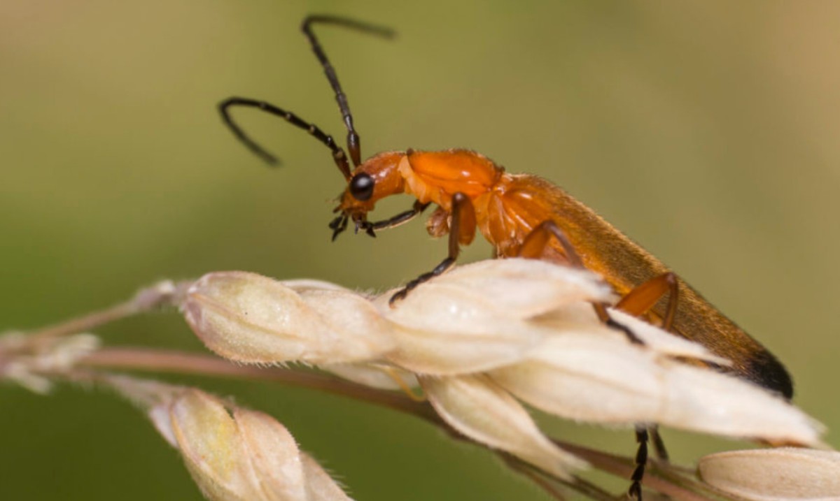 #Insects are the most diverse & ecologically important group of animals in land #habitats. Want to learn more about the #LittleThingsThatRunTheWorld? 🐞 #DiscoverInsects on the #InsectWeek website: insectweek.org/discover-insec… #Entomology #Education #LearningResources