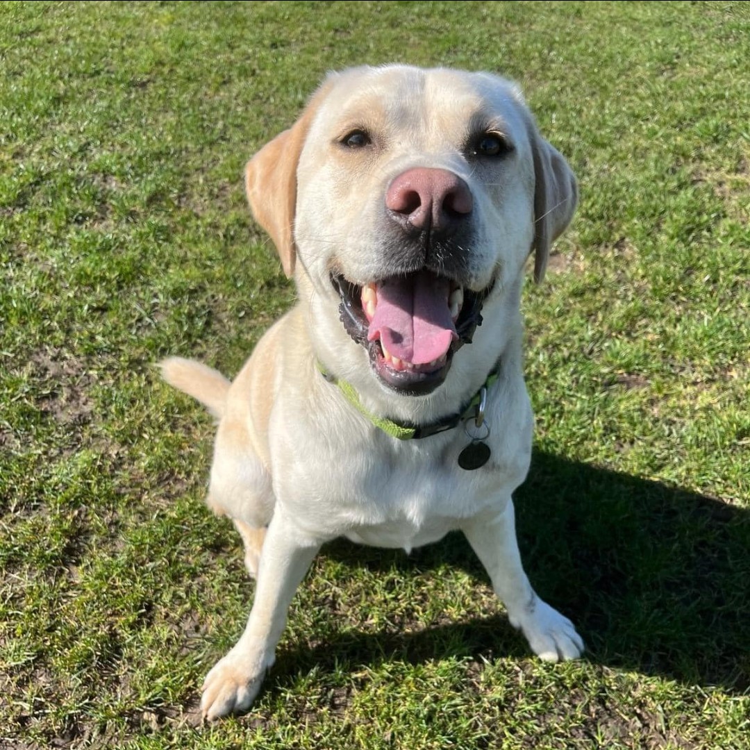 Smiles all around from a very happy Buddy this #TongueOutTuesday 👅🐶