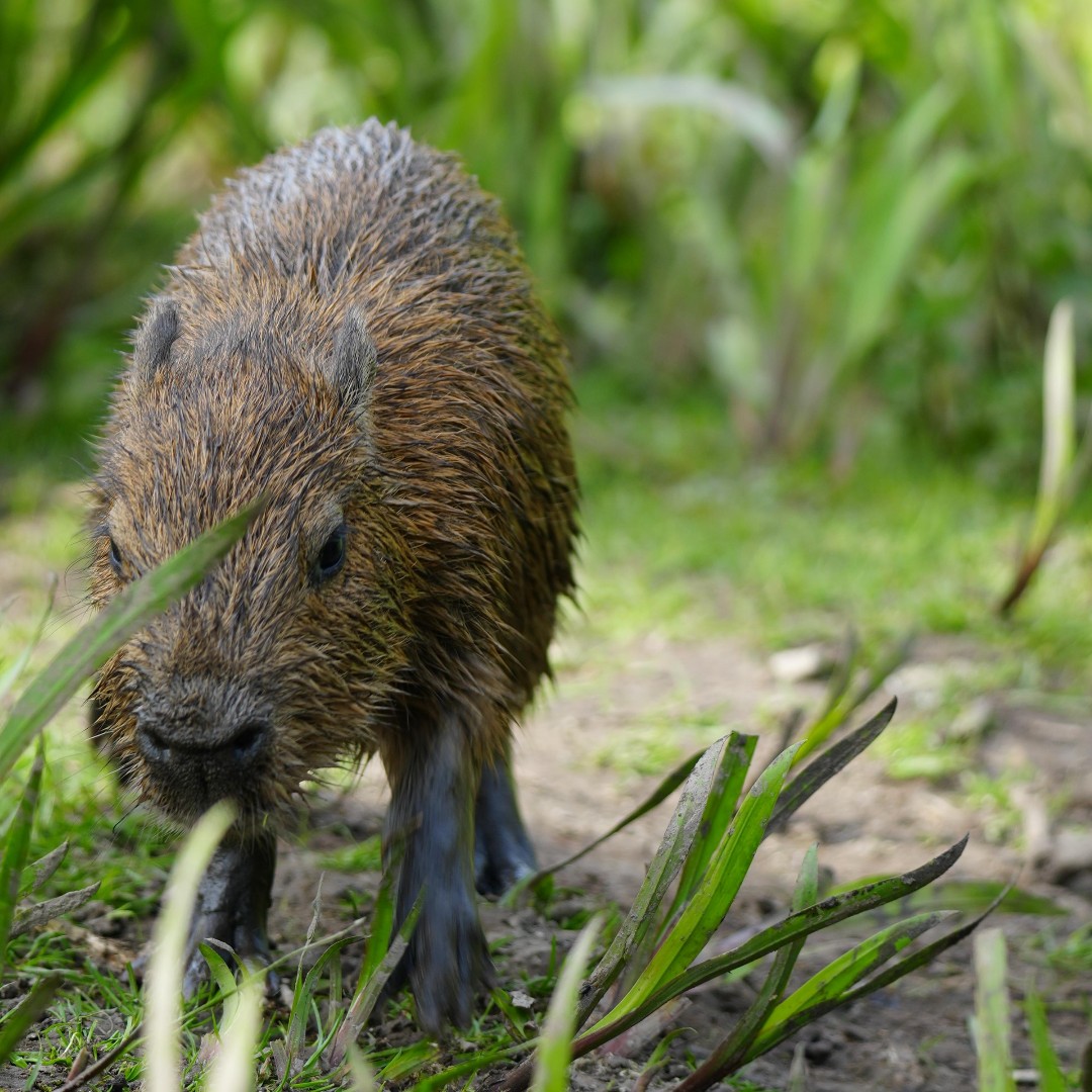 Our capybaras are on the move with their pups! They even enjoyed a dip in the water last weekend ❤️ #Capybaras #Capybarapups # #CapybaraFamily #NatureLovers #AnimalLovers #WildlifePhotography #JimmysFarm