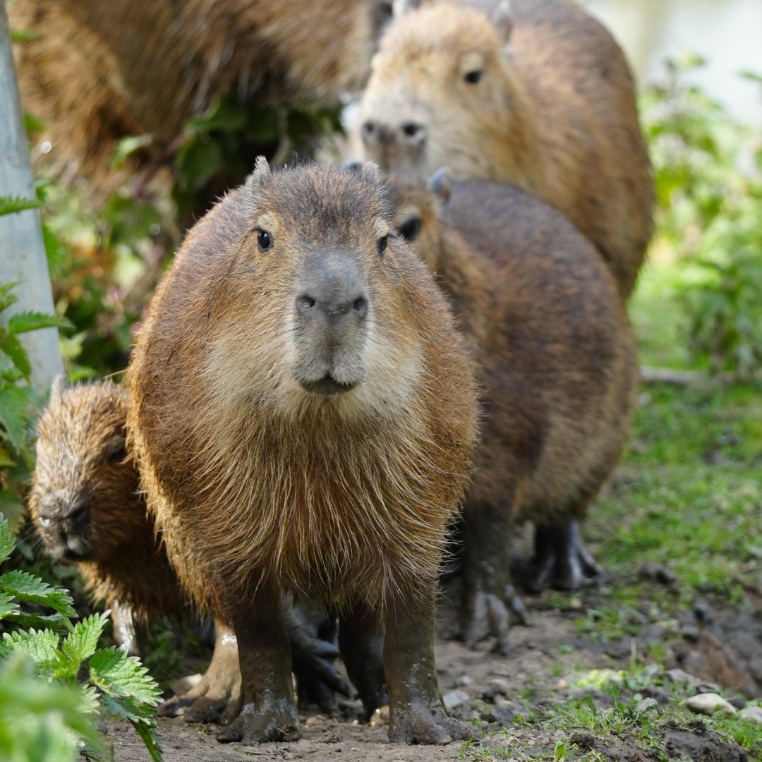 JimmysFarmHQ's tweet photo. Our capybaras are on the move with their pups! They even enjoyed a dip in the water last weekend ❤️
#Capybaras #Capybarapups # #CapybaraFamily #NatureLovers #AnimalLovers #WildlifePhotography #JimmysFarm https://t.co/BFPfHFxOfC