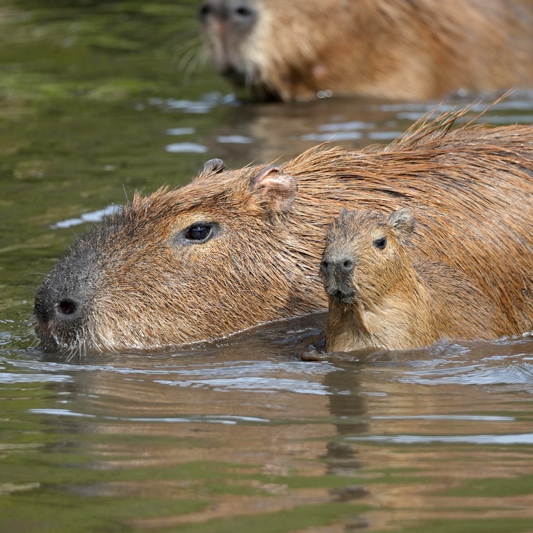 JimmysFarmHQ's tweet photo. Our capybaras are on the move with their pups! They even enjoyed a dip in the water last weekend ❤️
#Capybaras #Capybarapups # #CapybaraFamily #NatureLovers #AnimalLovers #WildlifePhotography #JimmysFarm https://t.co/BFPfHFxOfC