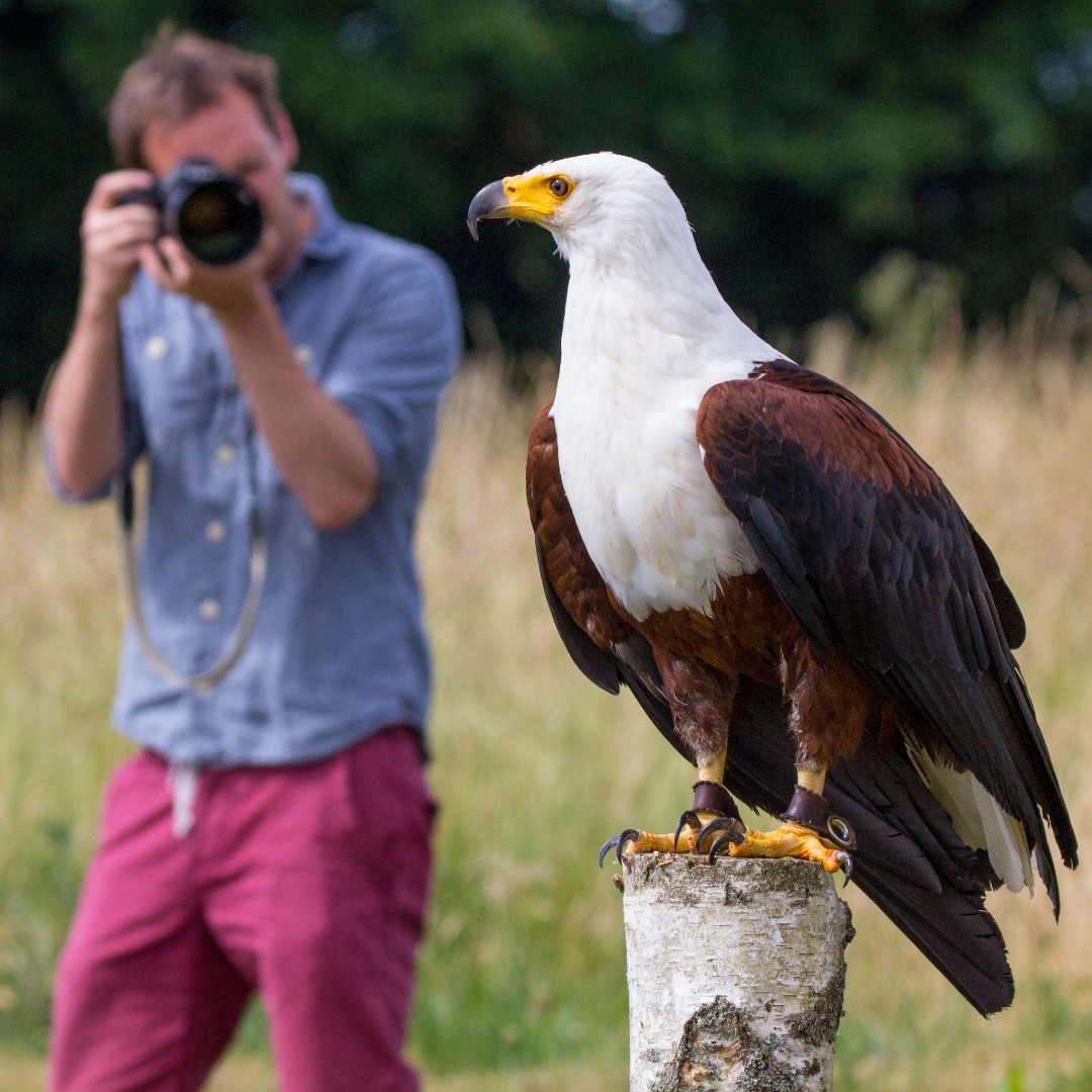 HawkConservancy tweet picture