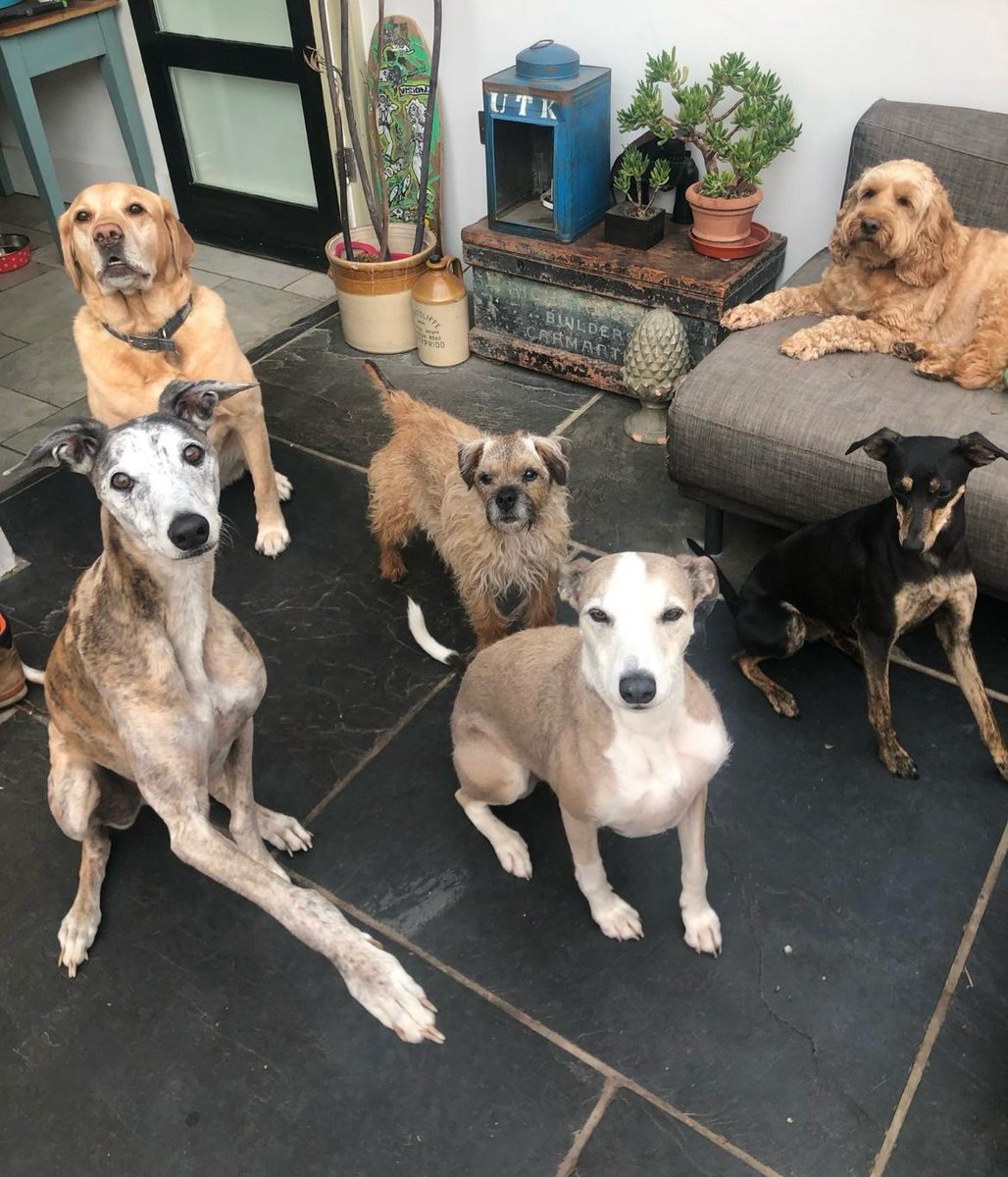 Meet Bertie (front left) & Dotti (front right) 🐶 As you can see, they are very social pups who love hanging out with their friends! Don't let them fool you in this photo, a lot of treats were used to keep them all still 😆 They're usually zooming around on Gwyn's farm!