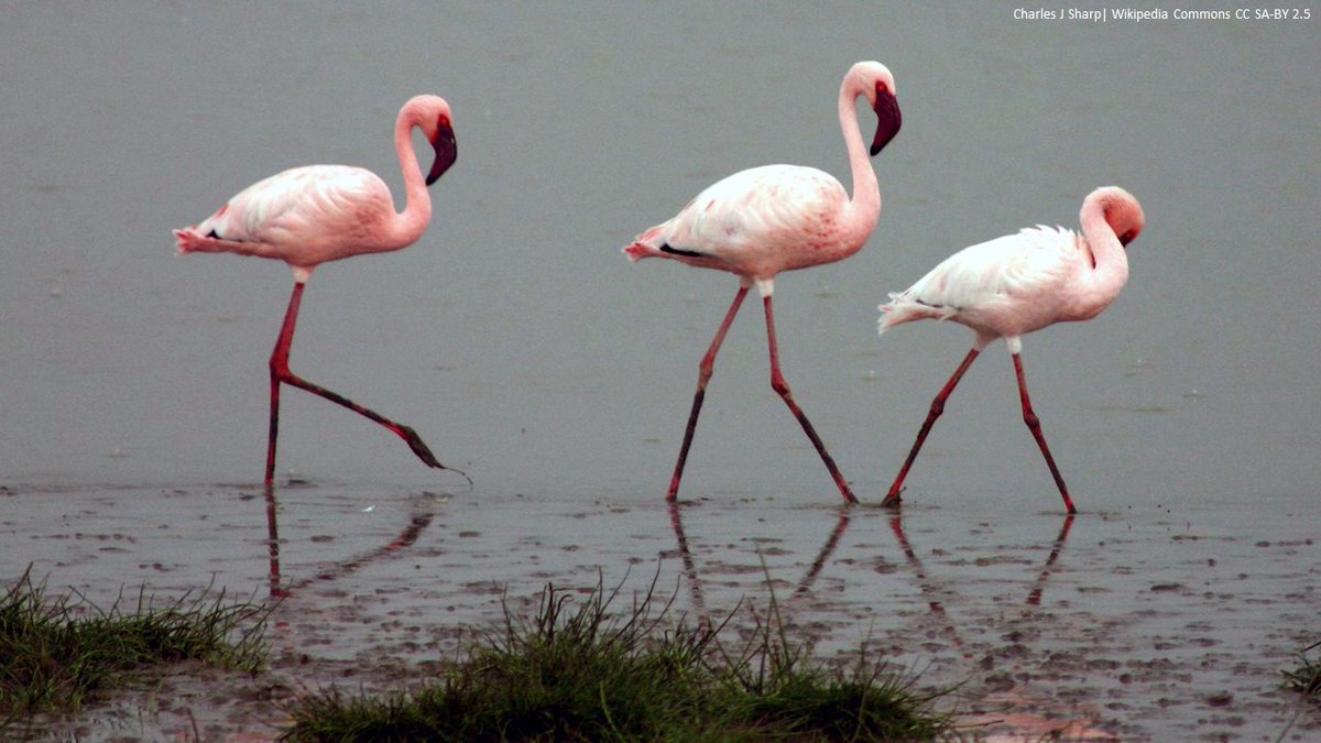Productivity declines threaten East African soda lakes and the iconic Lesser Flamingo | @CurrentBiology | sciencedirect.com/science/articl… | #ornithology