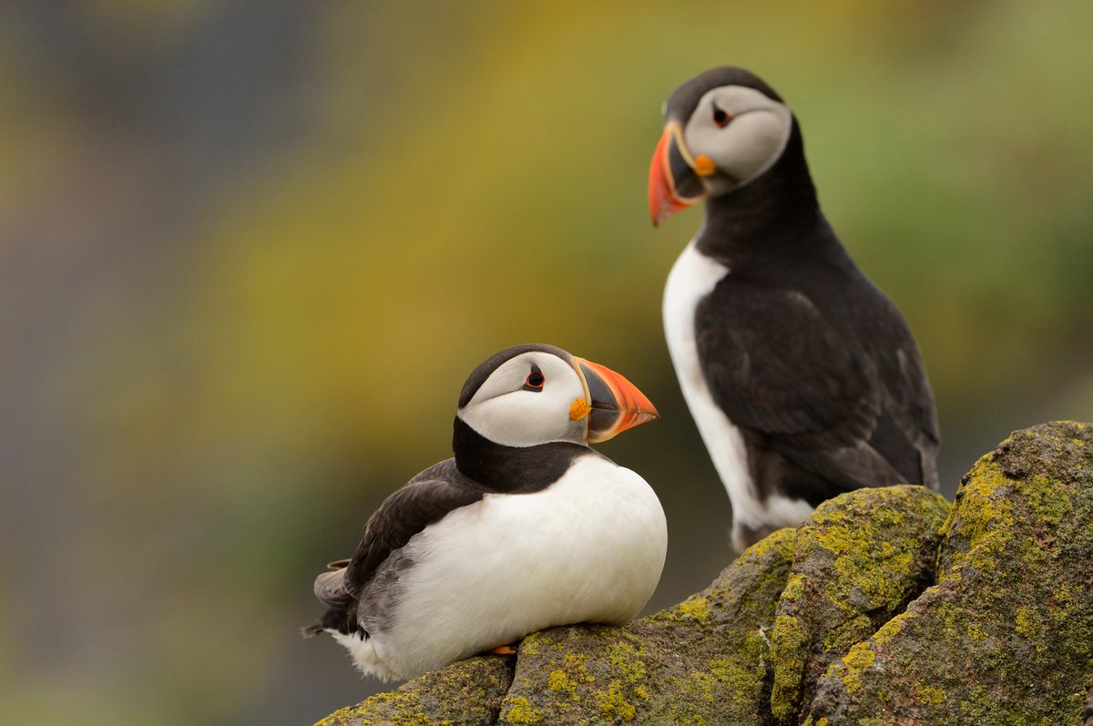 We're always pleased to have puffins back on our shores & we hope they do well this breeding season. Did you know their nesting sites are known as puffinries & their nests are actually burrows in the ground?  Fascinating birds 🤩 
Puffins, Isle of May NNR. ©Lorne Gill/NatureScot