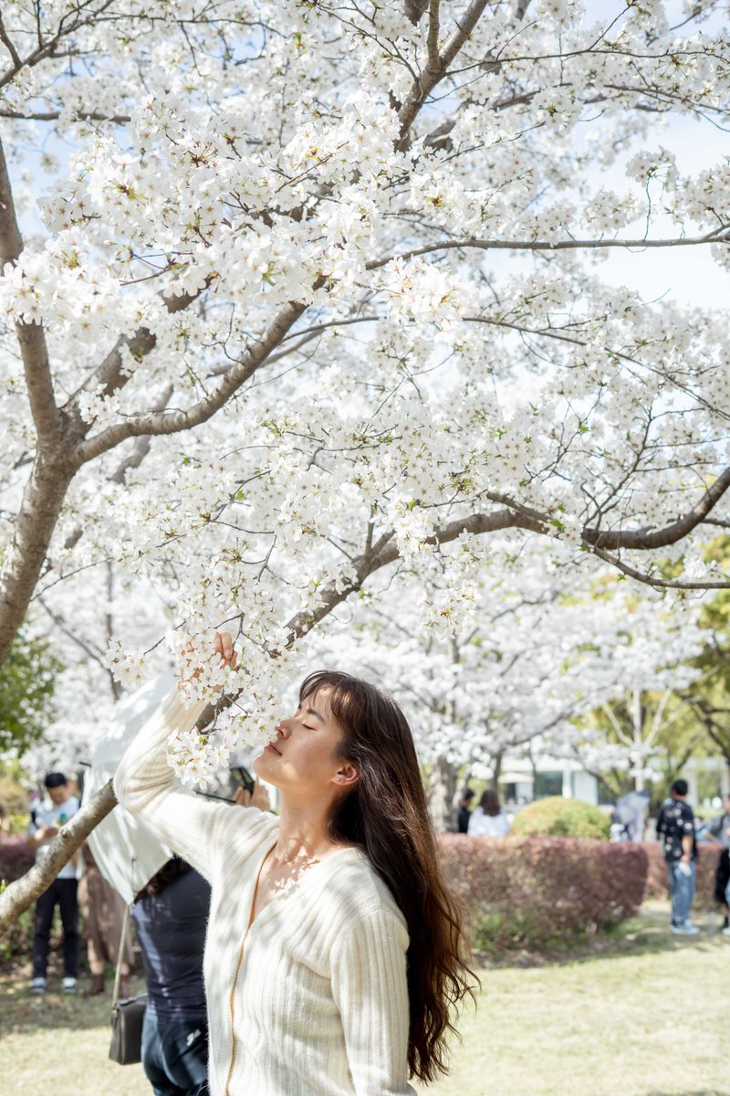 I must have flowers, always and always. ~Claude Monet Once again, SJTU celebrated the beauty of new beginnings, new life, and new blossoms. 🌸🐝🤍 Campus erupted in flowers, reminding us to enjoy the outdoors with those we love! #SJTU #SJTUer #SJTUspring #spring2024