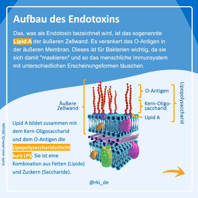 rki_de's tweet photo. 🦠 #Bakterien können sich „maskieren“ und so das menschliche #Immunsystem mit unterschiedlichen Erscheinungsformen täuschen. Dabei spielen #Endotoxine eine entscheidende Rolle.

❓❗️ Welche das ist und wie das Ganze funktioniert, erklären wir kurz &amp; knapp in #WasIstEigentlich. ⬇️