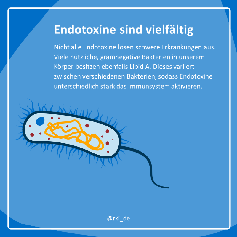 rki_de's tweet photo. 🦠 #Bakterien können sich „maskieren“ und so das menschliche #Immunsystem mit unterschiedlichen Erscheinungsformen täuschen. Dabei spielen #Endotoxine eine entscheidende Rolle.

❓❗️ Welche das ist und wie das Ganze funktioniert, erklären wir kurz &amp; knapp in #WasIstEigentlich. ⬇️