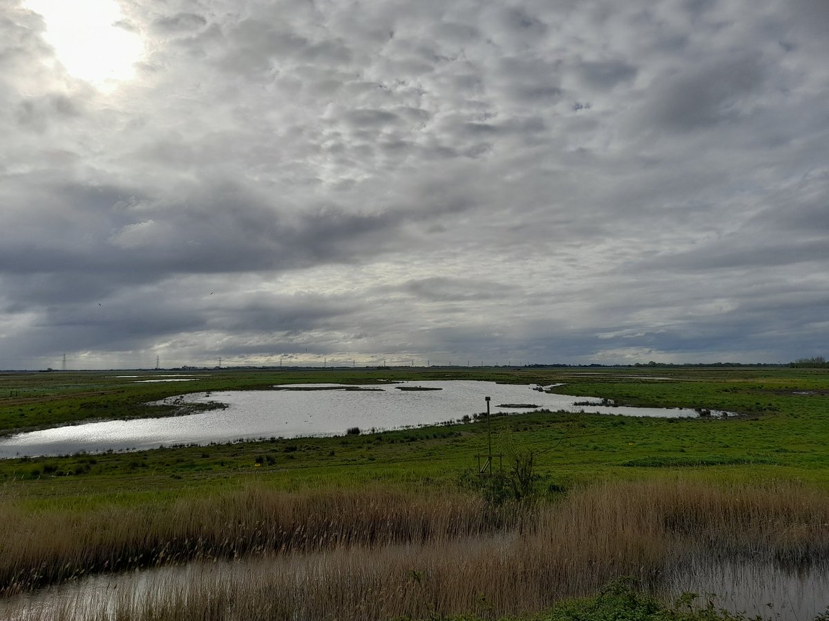 Great start to the day...42 species in 15 minutes from the Veranda including 3 Garganey, 2 Ringed plover, Great white egret, Black-tailed Godwit & Tree Sparrows. Across the bridge highlights include Scaup, Ruff and Otter.