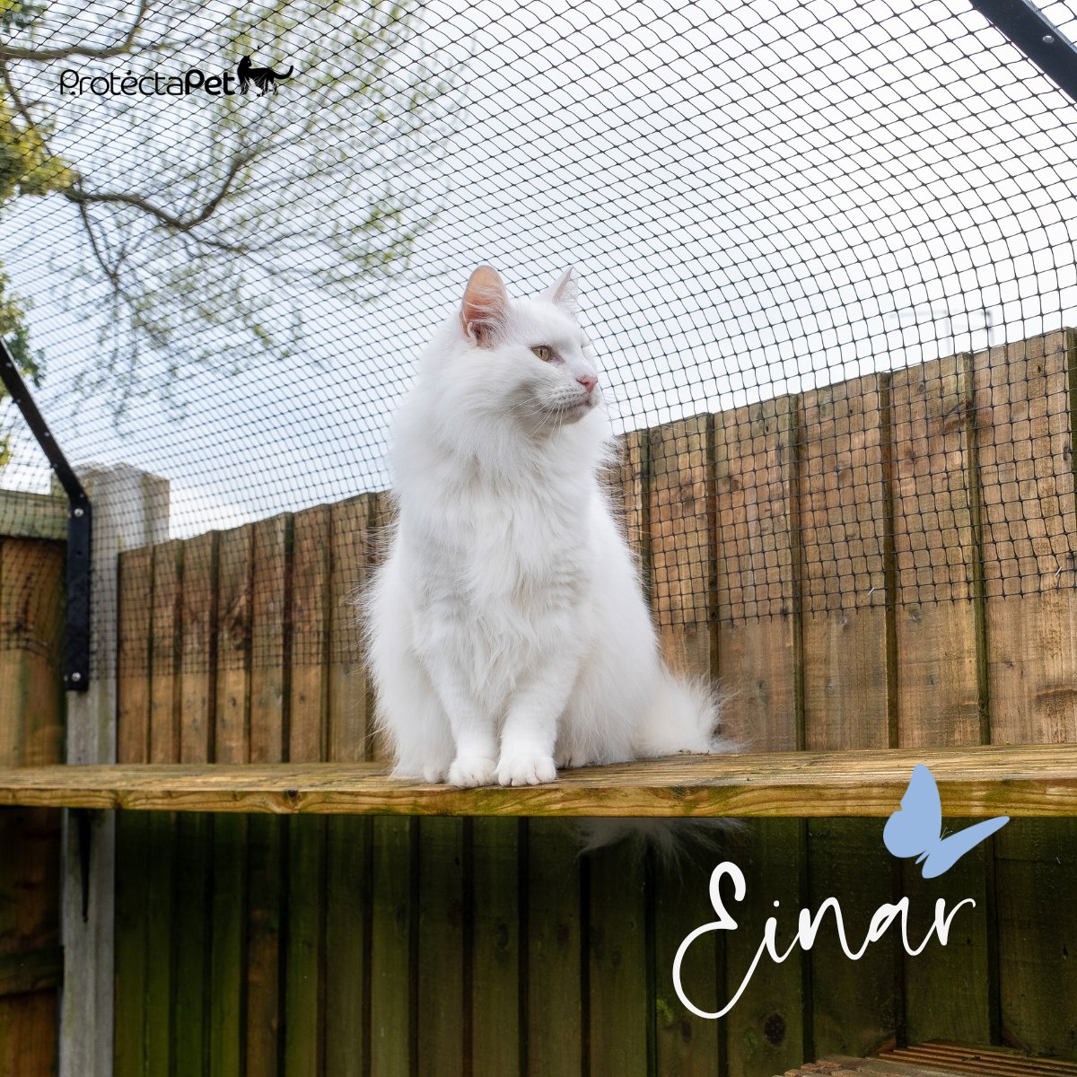 ProtectaPet's tweet photo. 🐈❤🪴 A beautiful photo of Einar enjoying a moment of Spring on his cat shelf, nestled safely under ProtectaPet Fence Barriers! #Catification

#catshelf #cats #catfencing https://t.co/C3TIswDsuL