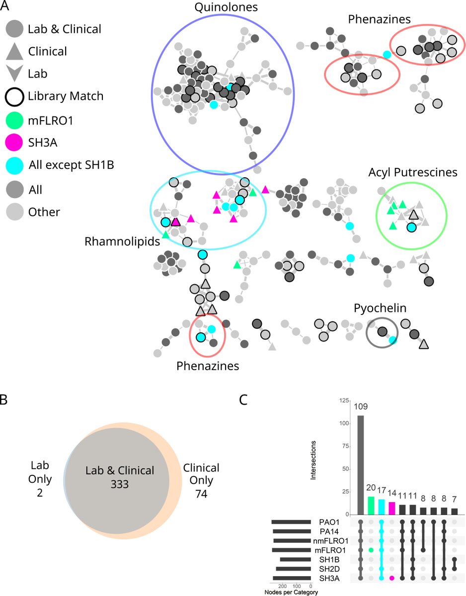 Secondary metabolite profiling of Pseudomonas aeruginosa isolates reveals rare genomic traits -in @mSystemsJ journals.asm.org/doi/10.1128/ms…