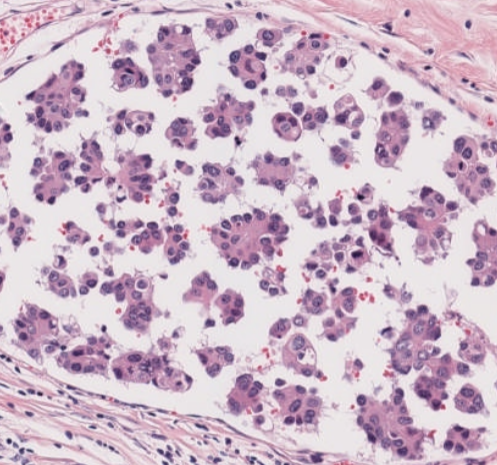 Virtual Pathology at The University of Leeds tweet media