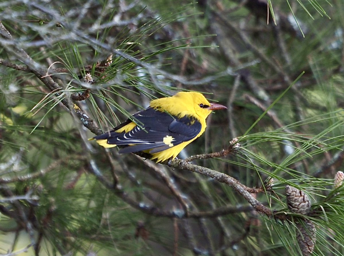 A few more photos of yesterday evenings encounter with the Golden Orioles on Gower. Still smiling now. @GOWEROS1 @welshbirders @birdsinwales @glamorganbirds @BirdGuides