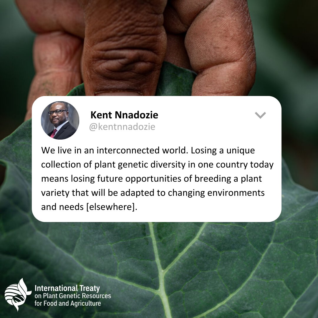 Global seed loss = future innovation loss! 🪴🌍🌿 @kentnnadozie Let's safeguard plant diversity for a brighter future! #ItAllStartsWithTheSeed 🌱#Cropdiversity #Foodsecurity #Plants #Biodiversity