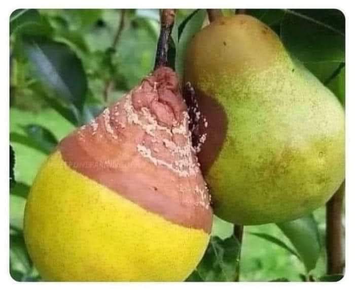 aptharhim's tweet image. Tusaale dhamaystiran in kelinimadu ka wanaagsan tahay la joogitaanka qof qaldan.
#Statistician
@DrHarrage