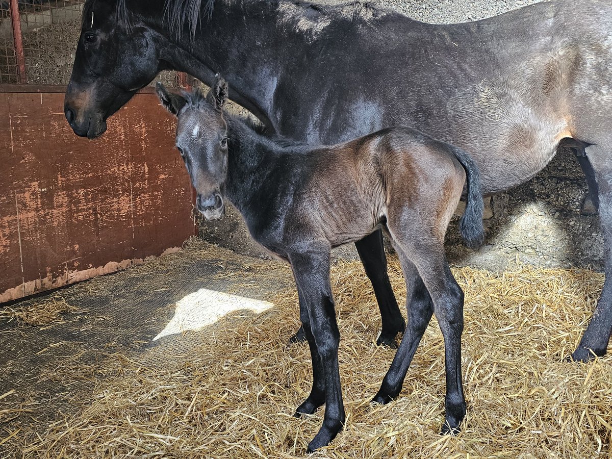 A lovely big #Sumbal colt born last night!! <a href="/boardsmillstud/">Boardsmill Stud</a>