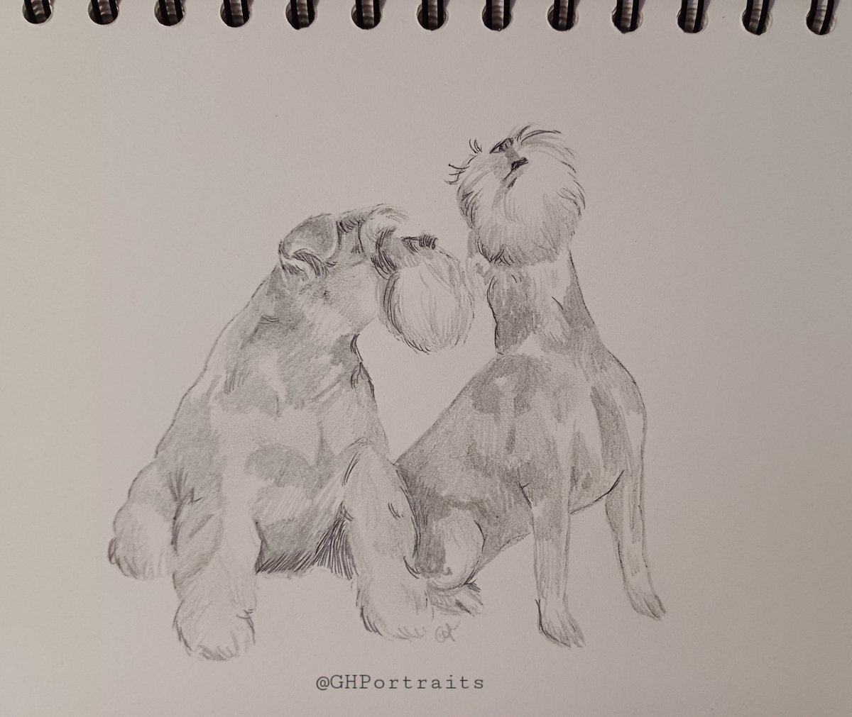 A little drawing I did of my lads the other night,Murrays always fascinated by Brodies singing/howling!. Love these 2 so much🐶💕🐶 #schnauzergang #dogsofx #dogsoftwitter #dogsarelove #dogsarefamily