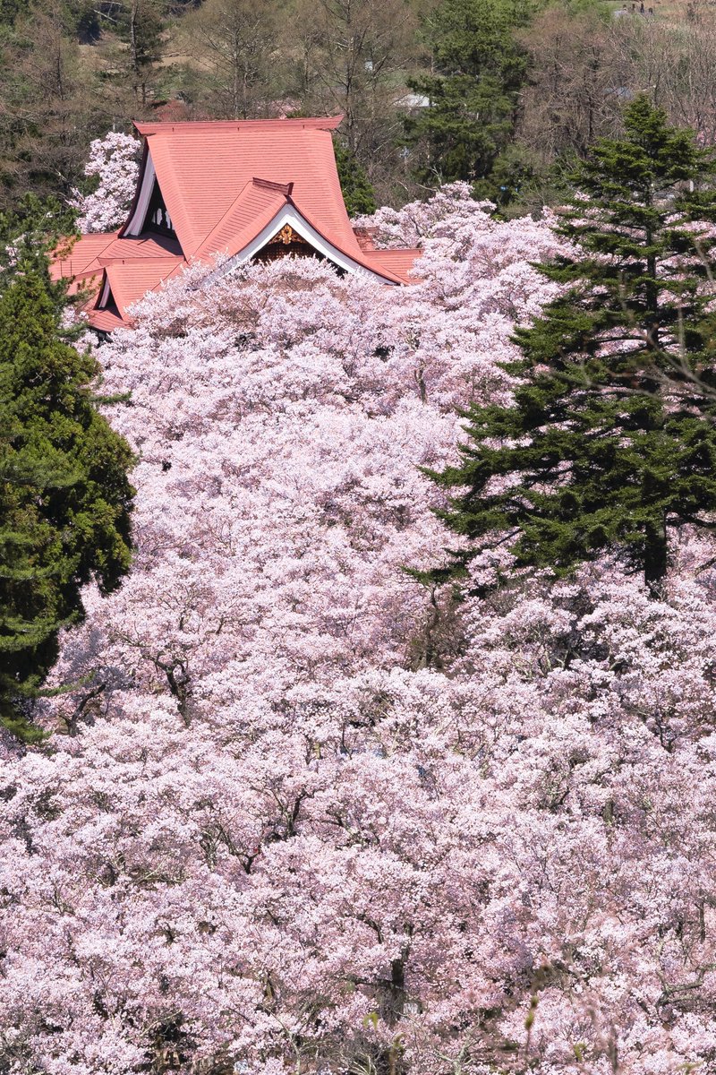 桜の雲海のような絶景が広がっていた