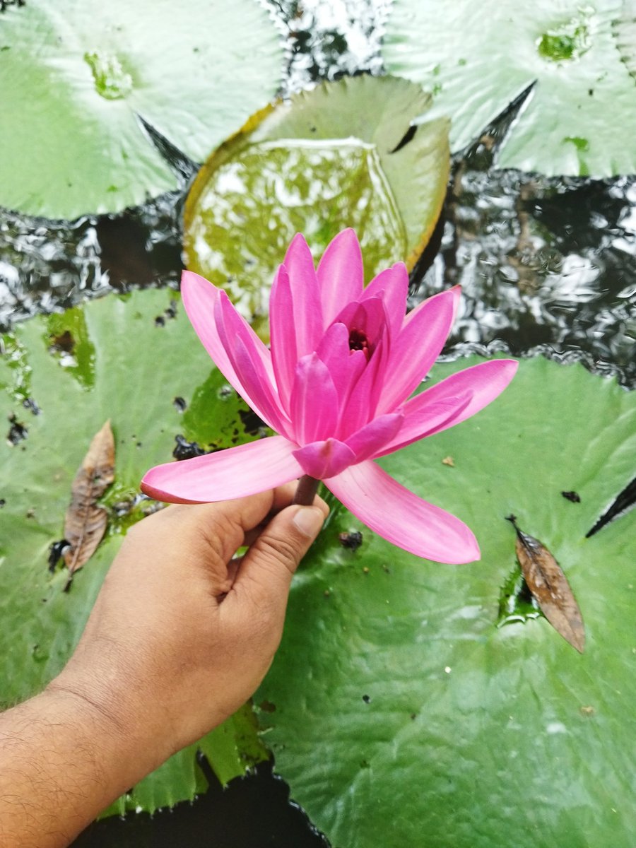 Lotus At #ShivanandaAshram 
#Kerala #IncredibleIndia ✨✨
