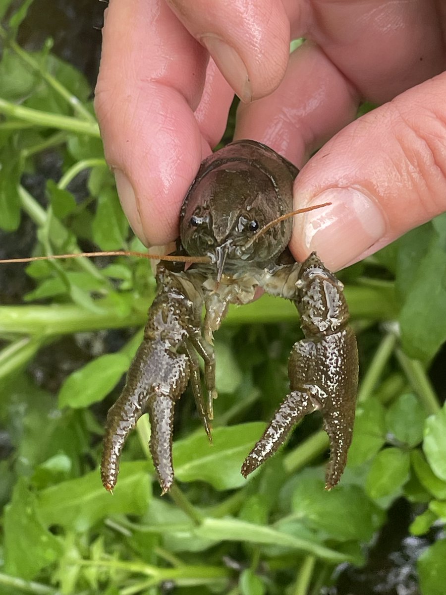 Notts BAG are working with the Environment Agency to create Nottinghamshire’s first White-clawed Crayfish ark site, which we are hoping to complete by summer 2024. Take a look at our latest blog for more information: nottsbag.org.uk/.../habitat-wo…