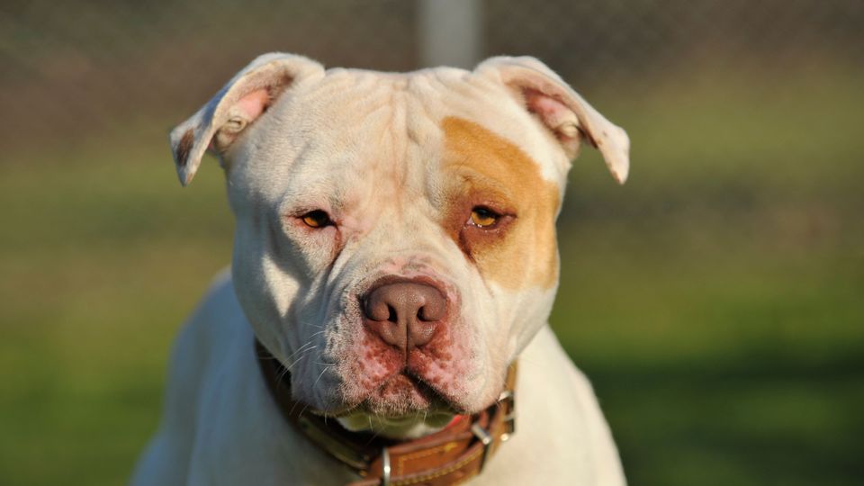 Birmingham Live: 'Woman 'seriously hurt' as XL Bully kills Staffordshire Bull Terrier in Kingstanding 'dog fight'' uk.news.yahoo.com/woman-seriousl… Bloody 'ell, even a staffie can't take down an XL Bully and their owners say they're 'soft as owt'. Yeah right... #xlbully #dogattack