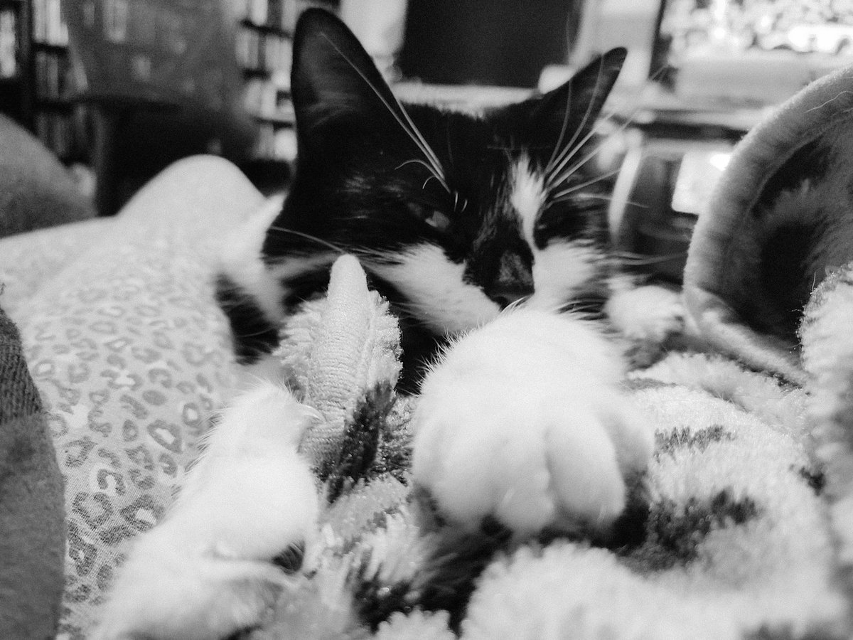 CumbriaSkyscape's tweet photo. Posing Chi πΊ
#cat
#catsoflinkedin
#catlovers
#catsofinstagram
#CatsOfTwitter
#CatsOfX
#CatsOfTheDay
#catsofmastodon
@AnimalConcernW https://t.co/YJD4iXSwx8