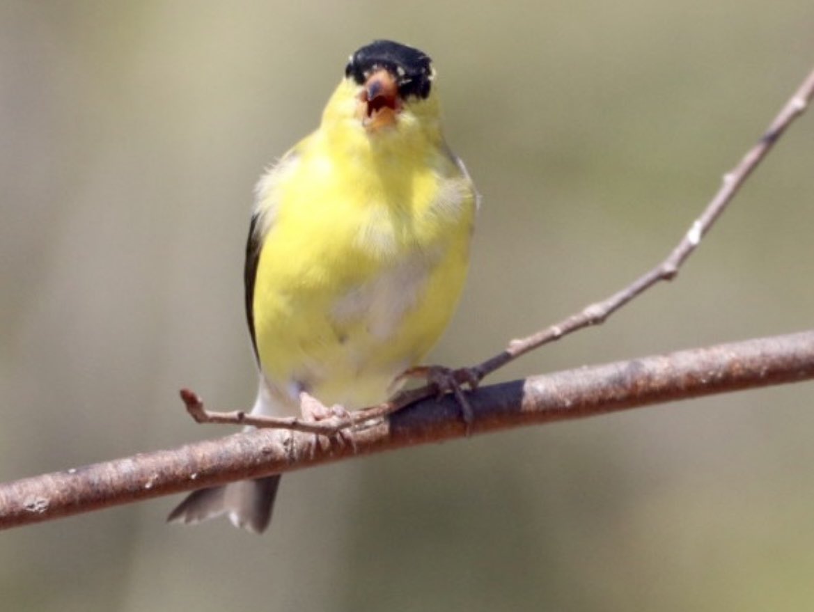Bright and absolutely beautiful in yellow ❤️ A male American Goldfinch in that morning sunshine, brilliance ❤️ #goldfinch #americangoldfinch #birds #birdphotography #BirdTwitter #TwitterNaturePhotography #TwitterNatureCommunity ❤️