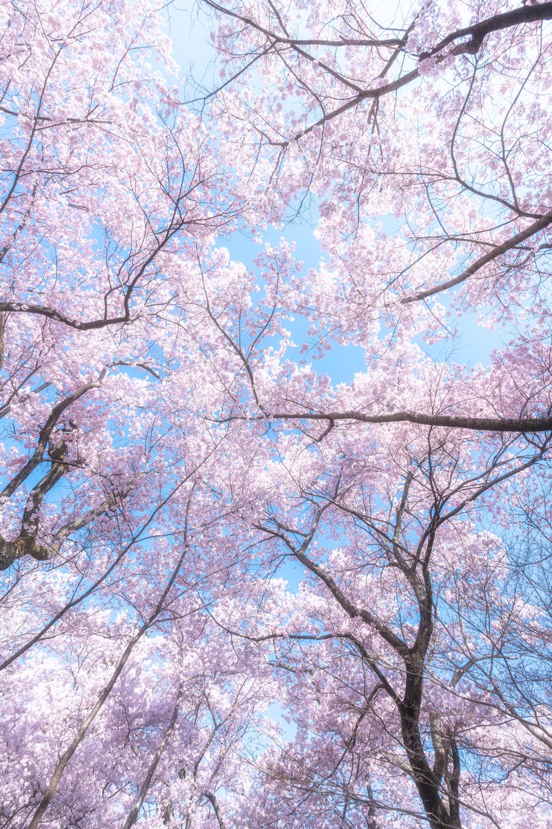 満開の桜の下で寝転がってみた
