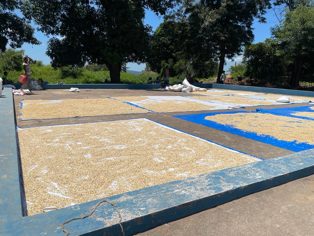 WFPDRC's tweet photo. 🌾 🚜Dans le #Tanganyika, la distribution de kits d'entrepôts à #Kalemie a été effectuée avec succès pour soutenir la gestion de l'entrepôt à #Kabalo, en plus de la campagne d'assistance alimentaire qui se poursuit sur l'axe #Kambu ciblant près de 10 000 ménages déplacés📦 https://t.co/QomJwVs0MG