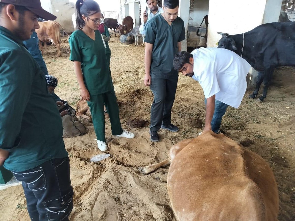 MJFCVAS's tweet photo. Free animal treatment done at Govindghad gaushala chomu https://t.co/XScAppwSI2
