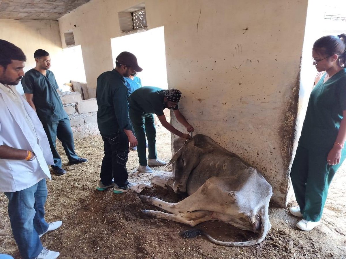 MJFCVAS's tweet photo. Free animal treatment done at Govindghad gaushala chomu https://t.co/XScAppwSI2