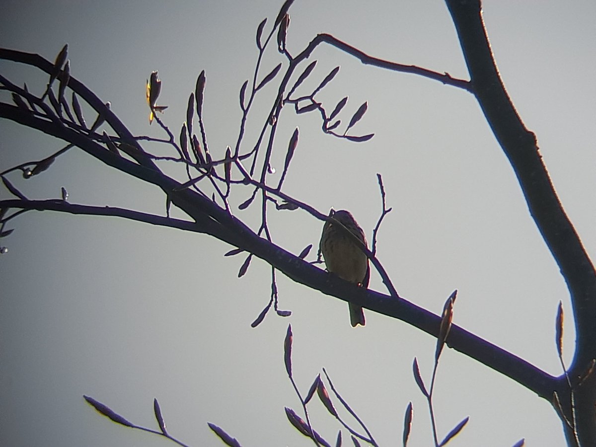 Early morning Tree Pipit staking out its territory.