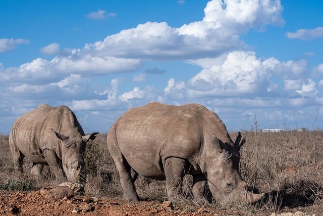 Namibie : 28 rhinocéros déjà braconnés depuis janvier, dont 19 dans sa plus grande réserve animalière,  le parc national d'Etosha, qui attire de nombreux touristes chaque année. Sur ces 19, 10 ont été découverts lors d'opérations visant spécifiquement à enlever leurs cornes à ces