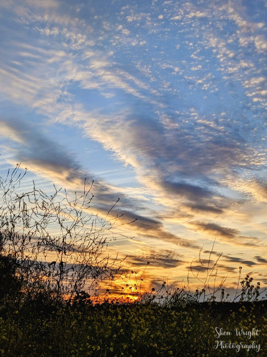 Sheatography's tweet photo. Another Birds Landing sunset shot June 9th 2023 just off Collinsville road, outside the cemetery.
#sunsetphotography #photography #sunsetphotographyπ· #photoartist #sunsetlandscape #sunsetoftheday #sunsetphotographer #BirdsLanding https://t.co/eLQOa85A2L