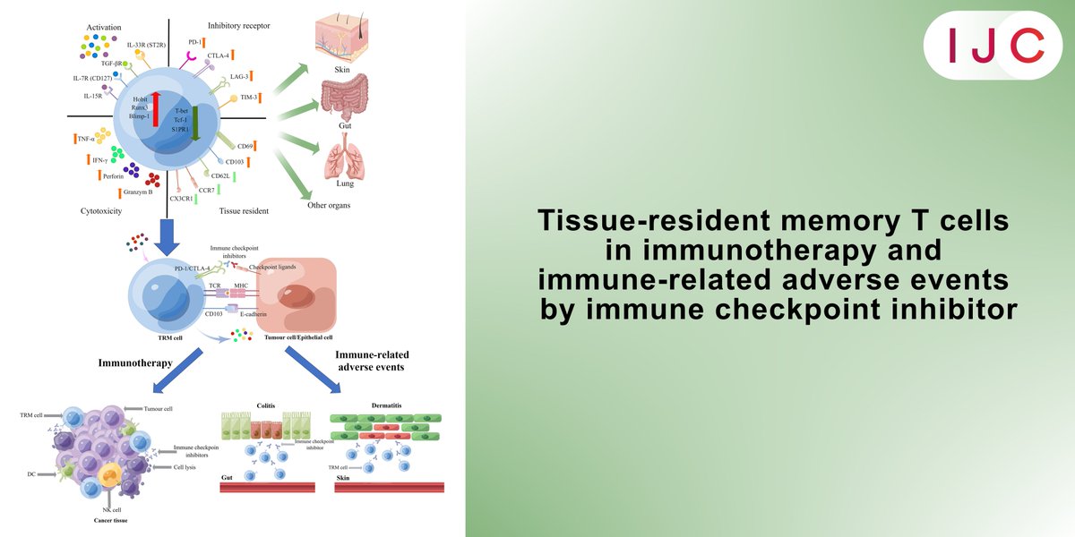 NOW ONLINE

Tissue-resident memory T cells (TRM) provide long-term immunity in specific tissues, crucial for fighting pathogens & cancer. Here's a quick overview of TRM biology & their significance in #CancerTreatment and adverse events

➡️doi.org/10.1002/ijc.34…

#immunotherapy