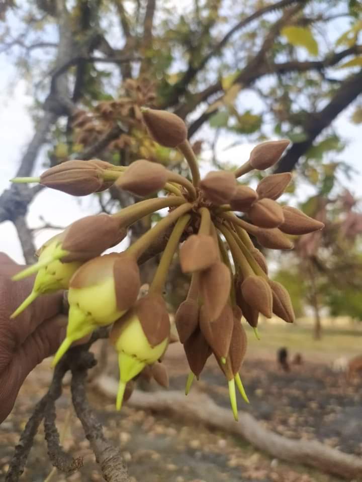 SakshiM58257113's tweet image. प्रकृति भी हमे कई रंग दिखाती है महुआ के फूल से कुछ फल निकल आये है और कुछ को निकलने में अभी समय लगेगा । जीवन की यही सच्चाई है जिनके समझ में जो आया हो कमेंट में बताये ।
#photographer #pleasefollowme