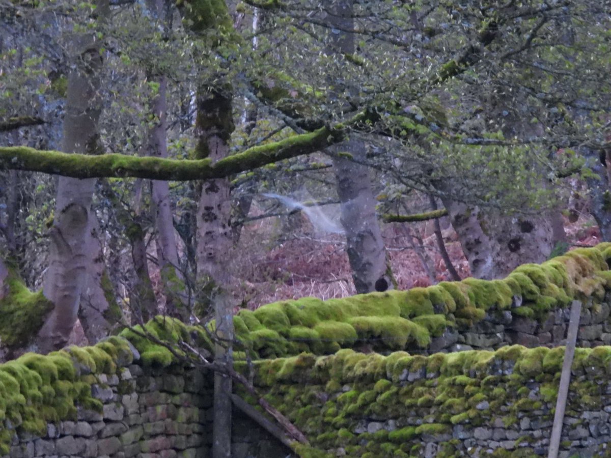 My ‘Owl as ghost” shot, second picture.Taken too early in the day for a clear snap….. 🤣😂 @BarnOwlTrust @Derbyshirebirds @Natures_Voice #BirdsSeenIn2024