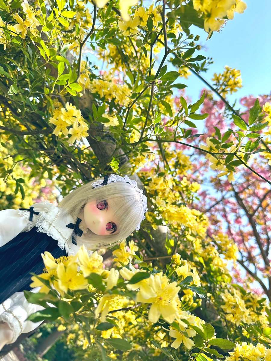 モッコウバラも綺麗に咲いてました。 #浜名湖花博2024 #浜名湖ガーデンパーク #いちごっ娘 #りべりアイ #うちの子かわいい
