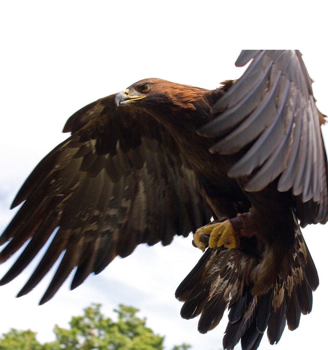 salah5wq_1's tweet image. 🔴اخبروهم ان طائر العُقاب ملك الطيور وسيد الجو، إذا حلق في السماء لا يجرؤ طير أن يتحرك من مكانه في الأرض، حتى الصـقر يخمد واجماً لا يتحرك، فالصقر إن رأى العُقاب يطـير في السـماء لا يجرؤ على الحراك فما بالهم بدجاج المزارع