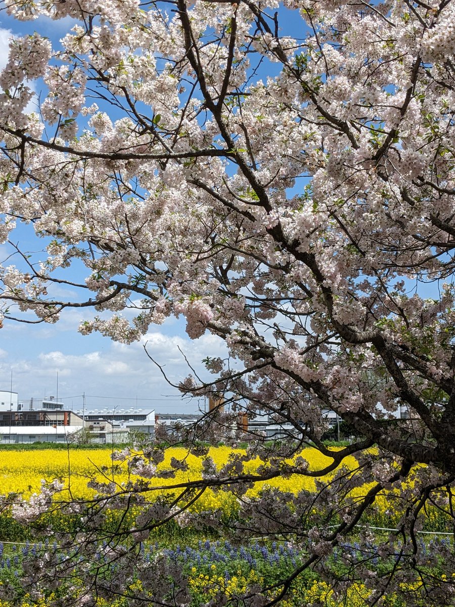 今日は幸手の権現堂さくら堤 もう最後の桜だけど 残ってるかなーと思って行ってみた 本当に最後でした 唯一ちゃんと咲いていたのはこの子だけ ソメイヨシノじゃなくて思川 って品種です 遅刻して注目の的な感じで 皆に写真撮られてた