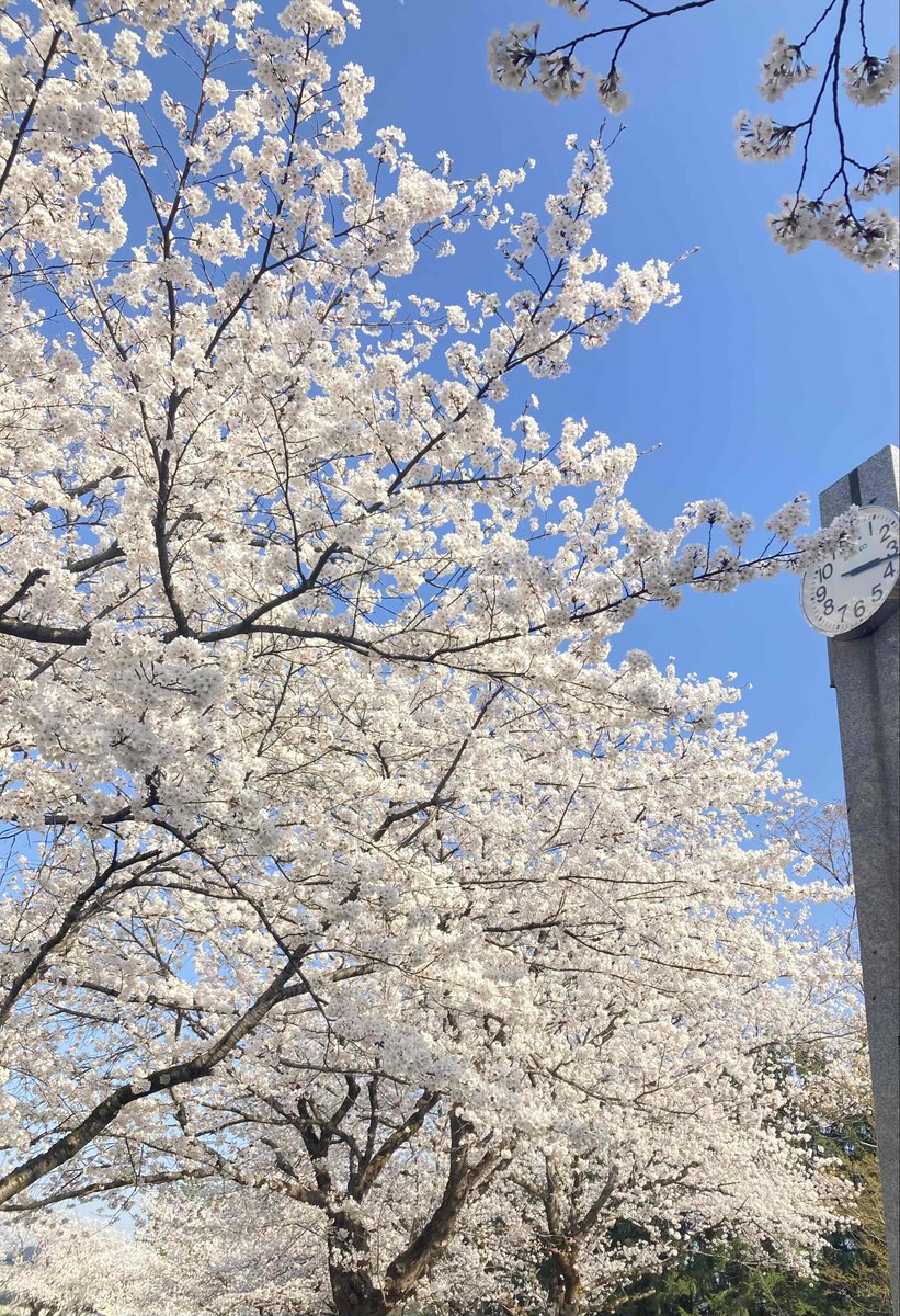 日々の厚いご愛顧誠にありがとうございます🙇
先日より続く暖かさで、私の地元秋田も、ついこの間開花した桜が一気に満開になりました🌸
春の桜の良い匂いの中、ゆっくりお花見散歩をしてきました🌸
散歩をしていたら汗が出る程の暖かさでした💦
皆様熱中症等に気を付けてお過ごしください🌡️
