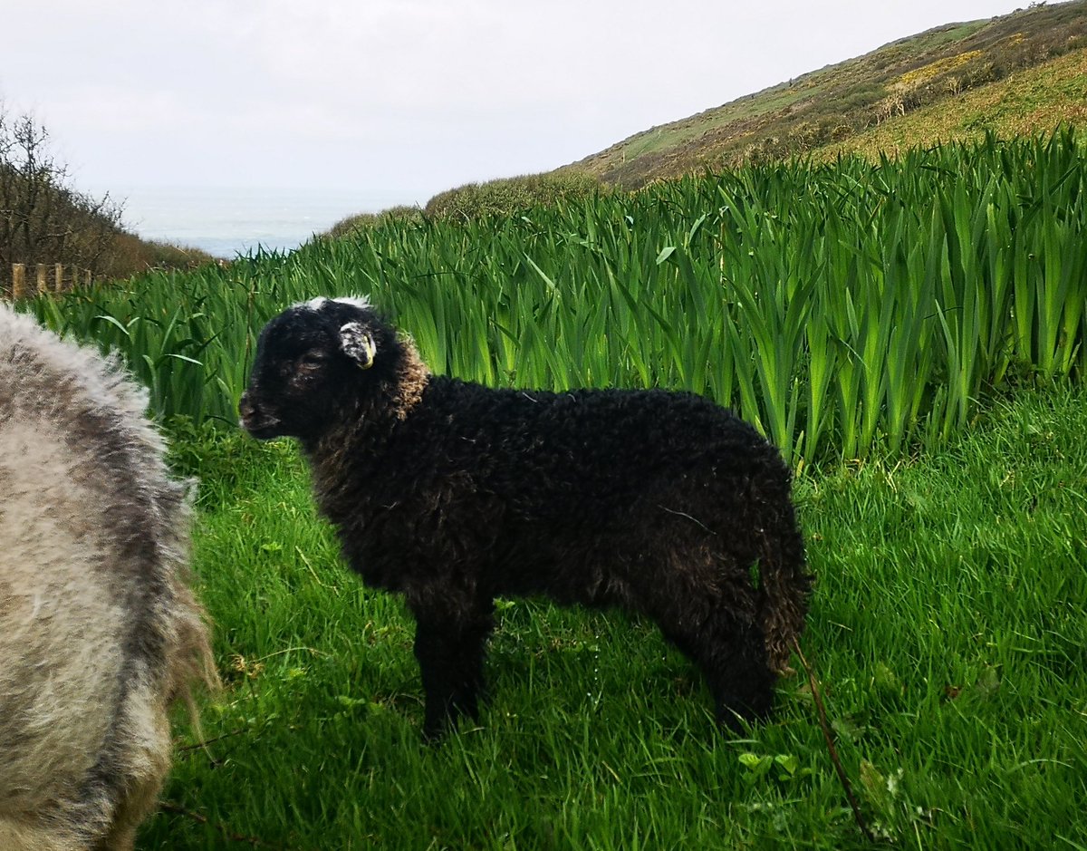 The herdwick ewes are looking very scrappy but the lambs are doing well. They are not bothered about the bitter wind.