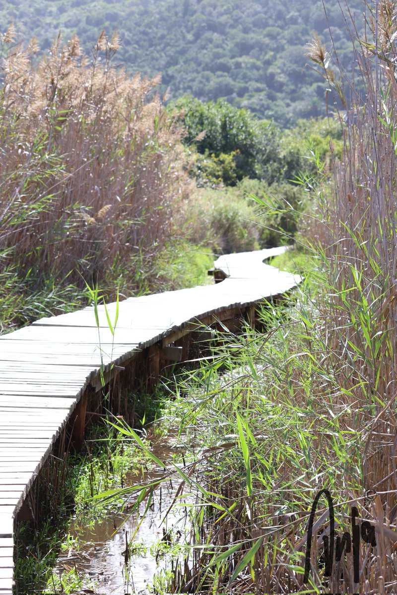 Interesting path #photography #nature #outdoors