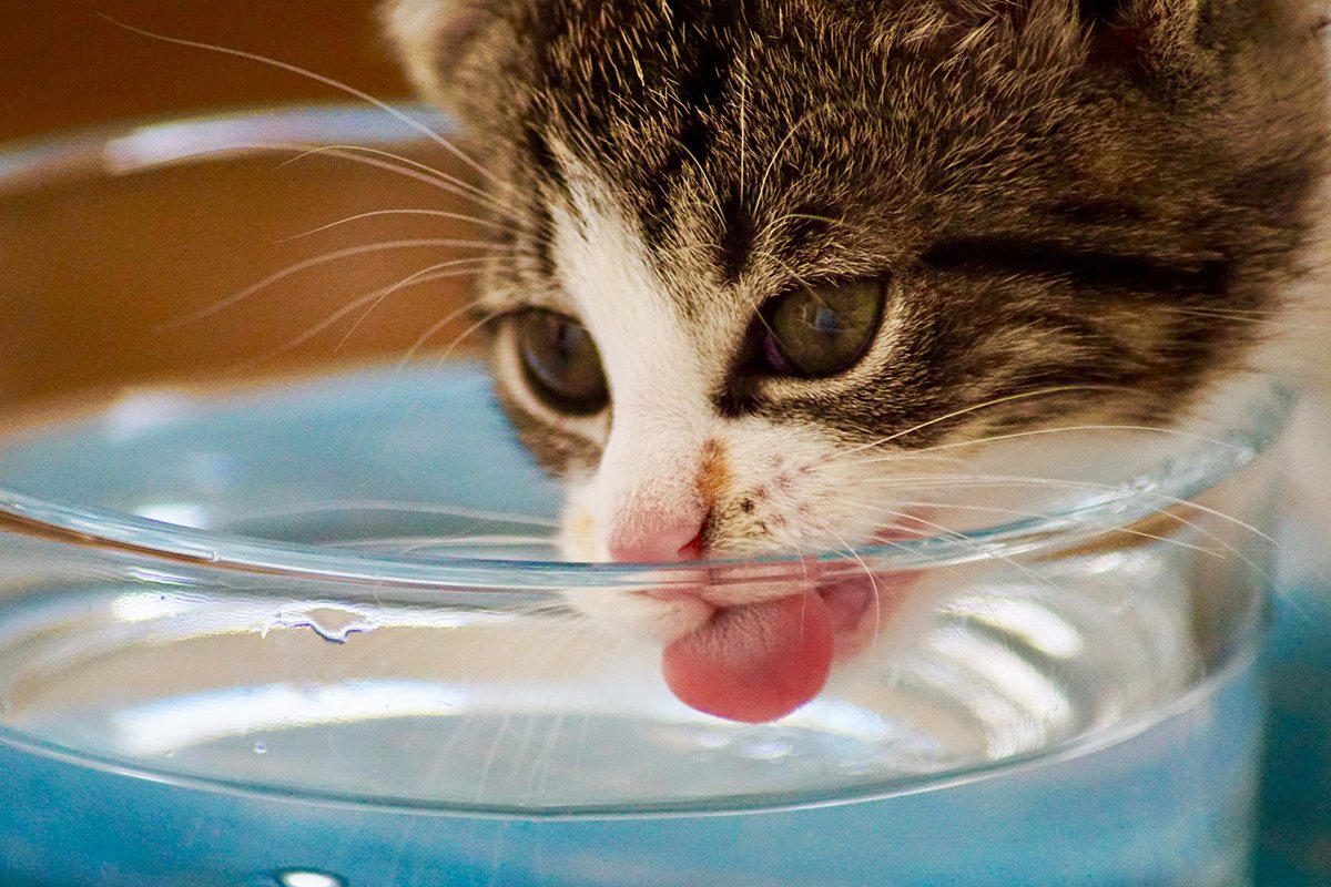 The importance of providing drinking water for cats, including stray cats #waterforwildlife