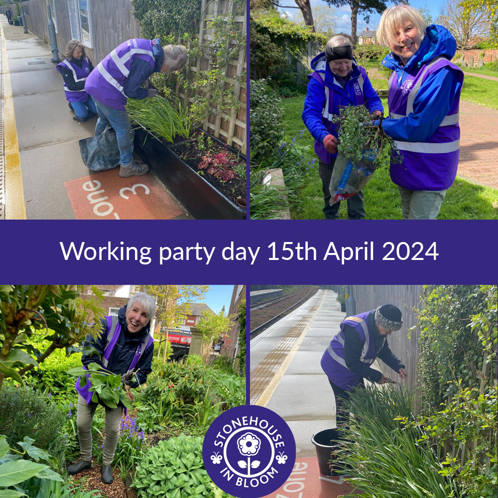 StonehouseBloom's tweet photo. Working Party Day 15th April - Dead-heading the station planters and some Old Chapel Garden weeding were on the list on Monday. #UKFinals #RHSBloom60 #deadheading #theoldchapelgarden #stationadopters @RHSBloom @glos_crp @HOEInBloom https://t.co/ACHSNvOL19