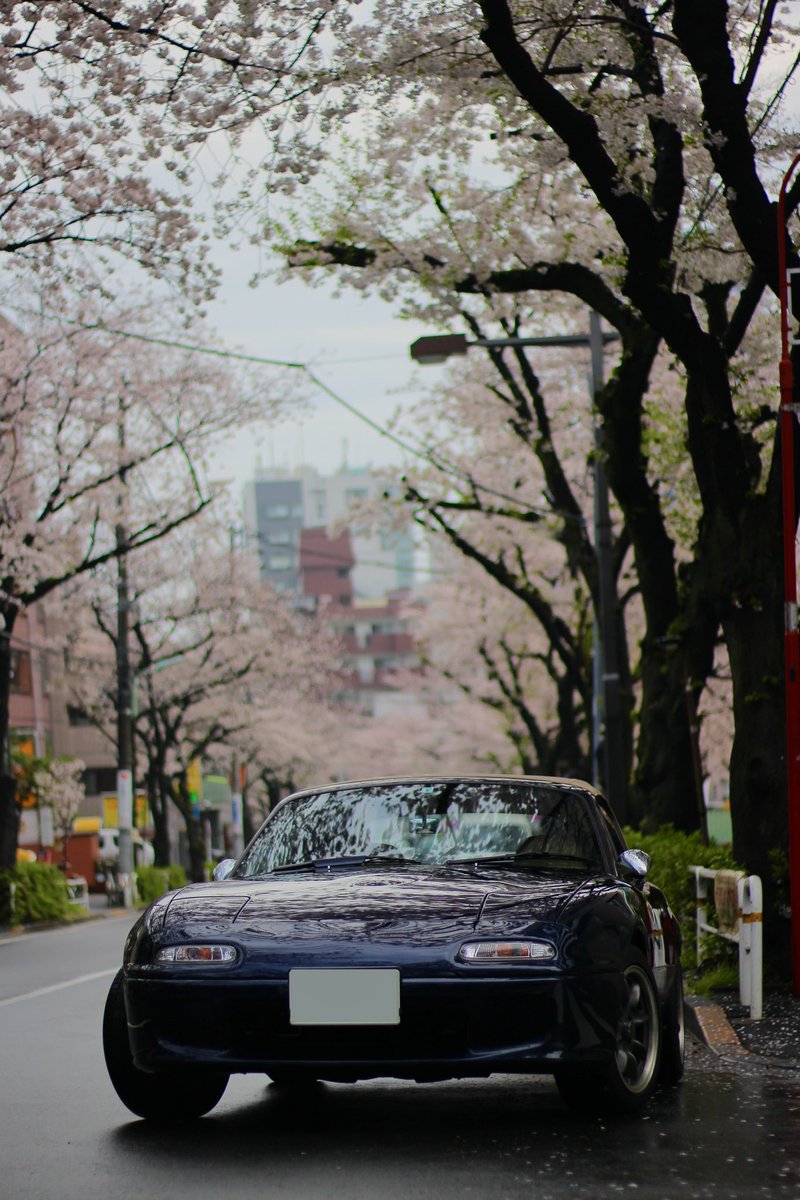 #愛車と桜のコラボ写真を載せて5RTを目指せ

今年の桜🌸よ…
ありがとう〜

#ロードスター
#マツダ