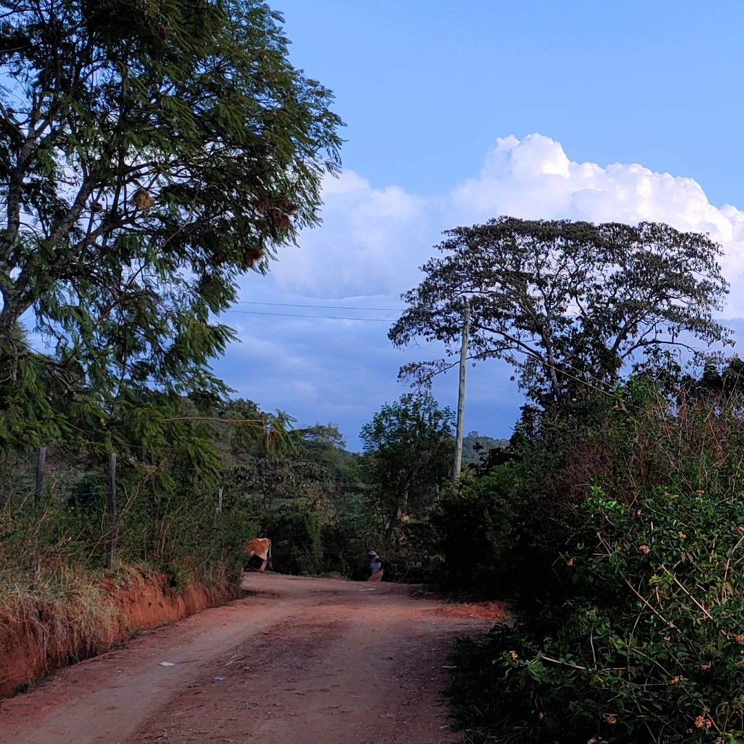 A quiet walk on a Tuesday.youtu.be/JkfjIrwcMyI?si…

#Trees #nature #takeawalk #Photography #path #outdoors #nature #naturelover #NaturePhotography  #photo #hiking #explore #hikes #walking #adventure #beautiful #travel #peaceful #freshair #ThePhotoHour