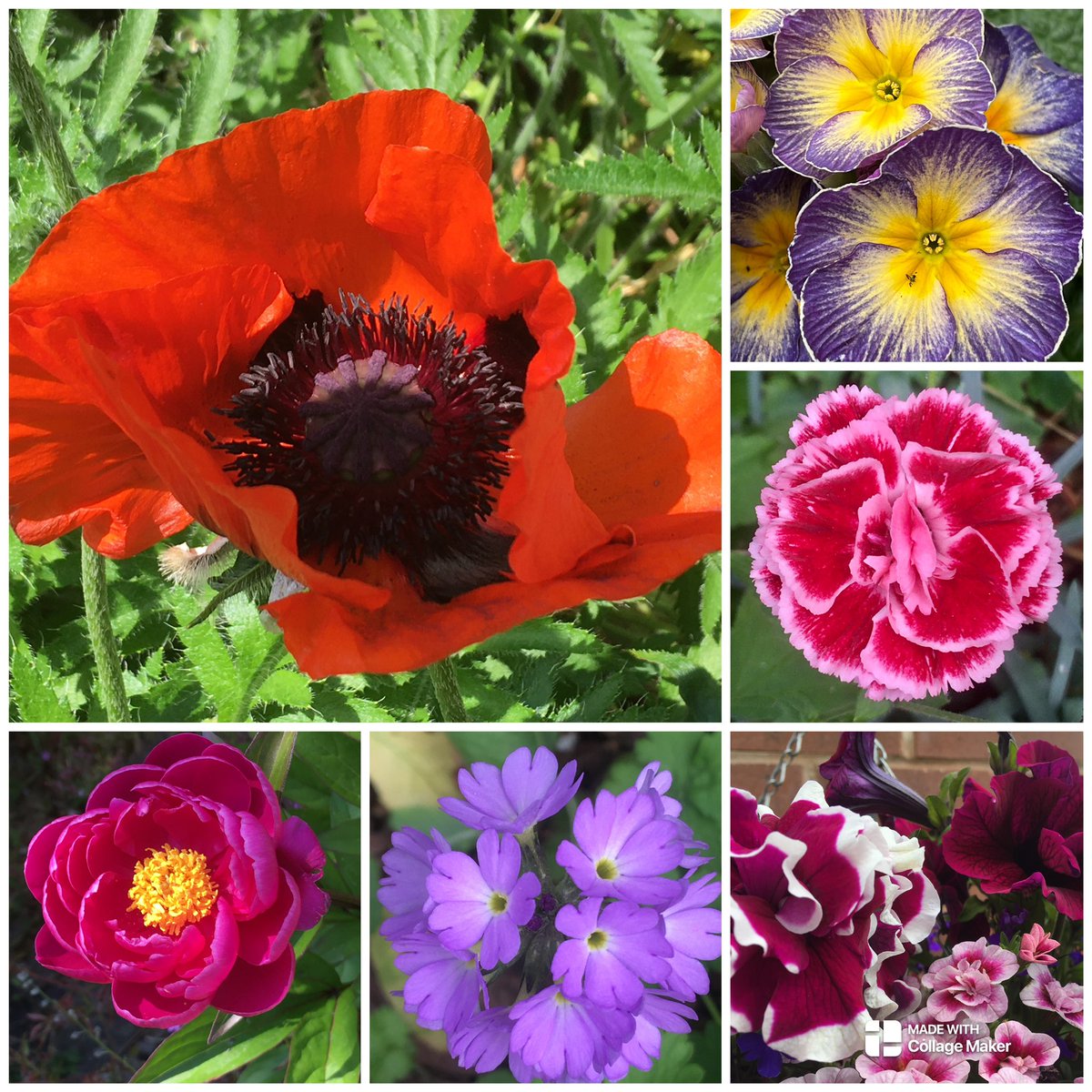 For #AlphabetChallenge #WeekP Poppy, Primrose, Pink, Petunia, Primula denticulata & Peony in our garden over the last year 💐