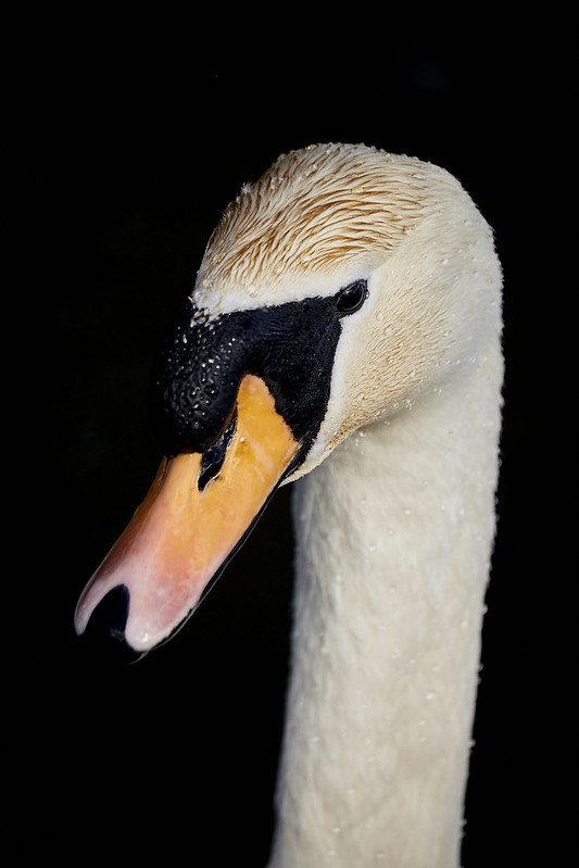 Northern swan by Paul Hunter.